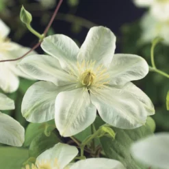 Tuin Verhaal Verkoopwinkel 7 Bosrank (Clematis 'Guernsey Cream')