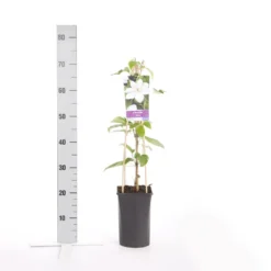 Bosrank (Clematis 'Henryi') 6 Bosrank (Clematis 'Henryi') -Tuin Verhaal Verkoopwinkel clematis henryi