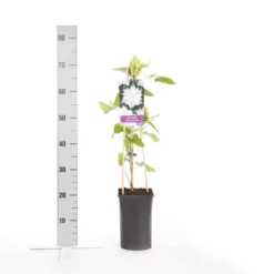 Bosrank (Clematis 'Jackmanii Alba') 7 Bosrank (Clematis 'Jackmanii Alba') -Tuin Verhaal Verkoopwinkel clematis jackmanii alba