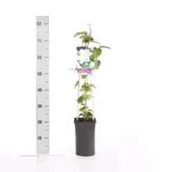 Bosrank (Clematis 'Madame Le Coultre') -Tuin Verhaal Verkoopwinkel clematis madame le coultre