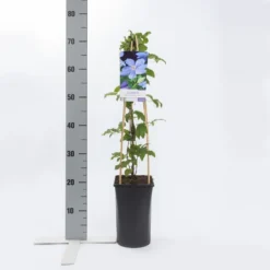 Bosrank (Clematis 'Mrs Cholmondeley') -Tuin Verhaal Verkoopwinkel clematis mrs. cholmondeley