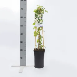 Bosrank (Clematis 'Paul Farges') -Tuin Verhaal Verkoopwinkel clematis paul farges