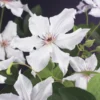 Bosrank (Clematis 'Snow Queen') 2 Bosrank (Clematis 'Snow Queen') -Tuin Verhaal Verkoopwinkel clematis snow queen 2