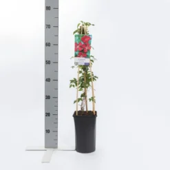 Tuin Verhaal Verkoopwinkel -Tuin Verhaal Verkoopwinkel clematis vit. rubra