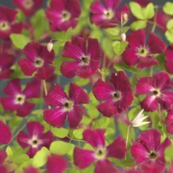 Tuin Verhaal Verkoopwinkel 3 Bosrank (Clematis Viticella 'Rubra')