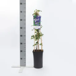 Bosrank (Clematis Viticella) -Tuin Verhaal Verkoopwinkel clematis viticella