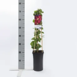 Tuin Verhaal Verkoopwinkel -Tuin Verhaal Verkoopwinkel clematis voluceau