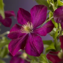 Tuin Verhaal Verkoopwinkel 11 Bosrank (Clematis 'Voluceau')