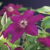 Bosrank (Clematis 'Westerplatte') -Tuin Verhaal Verkoopwinkel clematis westerplatte 2