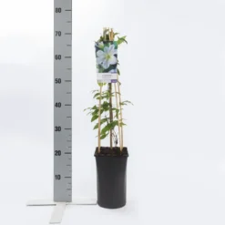 Bosrank (Clematis 'Yukikomachi') 9 Bosrank (Clematis 'Yukikomachi') -Tuin Verhaal Verkoopwinkel clematis yukikomachi