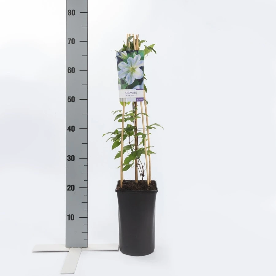 Bosrank (Clematis 'Yukikomachi') 5 Bosrank (Clematis 'Yukikomachi') - Afbeelding 3