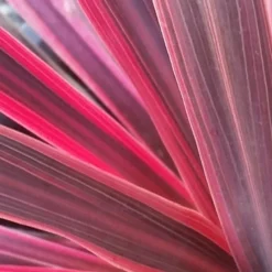 Cordyline (Cordyline Australis 'Electric Pink') -Tuin Verhaal Verkoopwinkel cordyline electric pink
