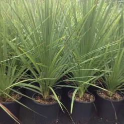 Cordyline (Cordyline Australis) -Tuin Verhaal Verkoopwinkel cordyline australis