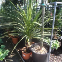Cordyline (Cordyline Australis) -Tuin Verhaal Verkoopwinkel cordyline australis 125 150 c20