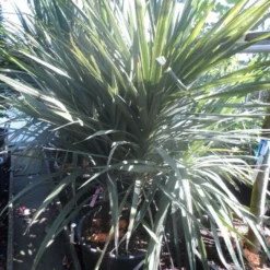 Cordyline (Cordyline Australis) -Tuin Verhaal Verkoopwinkel cordyline australis 175 200 meerstammig