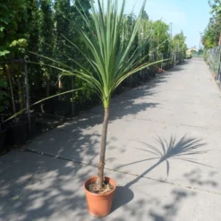 Cordyline (Cordyline Australis) -Tuin Verhaal Verkoopwinkel cordyline australis c10