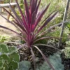 Cordyline (Cordyline 'Southern Splendour') -Tuin Verhaal Verkoopwinkel cordyline australis cherry sensation 1