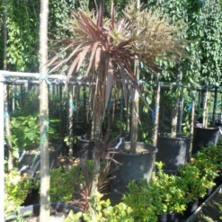 Cordyline (Cordyline Australis 'Atropurpurea') -Tuin Verhaal Verkoopwinkel cordyline australis red star 150 175 c25