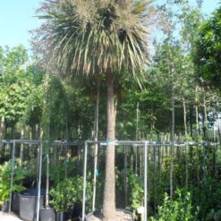 Cordyline (Cordyline Australis) -Tuin Verhaal Verkoopwinkel cordyline australis solitair 250stam