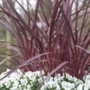 Cordyline (Cordyline 'Can Can') -Tuin Verhaal Verkoopwinkel cordyline cancan02