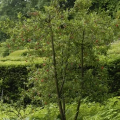 Chileense Lantaarnboom (Crinodendron Hookerianum) -Tuin Verhaal Verkoopwinkel crinodendron