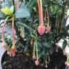 Chileense Lantaarnboom (Crinodendron Hookerianum) -Tuin Verhaal Verkoopwinkel crinodendron hookerianum