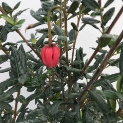 Chileense Lantaarnboom (Crinodendron Hookerianum) -Tuin Verhaal Verkoopwinkel crinodendron hookerianum c20 1 1
