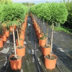 Sikkelden Op Stam (Cryptomeria Japonica 'Globosa Nana') 11 Sikkelden Op Stam (Cryptomeria Japonica 'Globosa Nana') -Tuin Verhaal Verkoopwinkel cryptomeria japonica globosa nana 100 cm stam