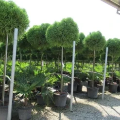 Sikkelden Op Stam (Cryptomeria Japonica 'Globosa Nana') 10 Sikkelden Op Stam (Cryptomeria Japonica 'Globosa Nana') -Tuin Verhaal Verkoopwinkel cryptomeria japonica globosa nana 2