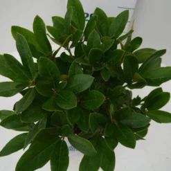 Rhododendron (Rhododendron 'Cunningham White') 25 Rhododendron (Rhododendron 'Cunningham White') -Tuin Verhaal Verkoopwinkel cun white c2 boven