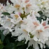 Rhododendron (Rhododendron 'Cunningham White') -Tuin Verhaal Verkoopwinkel cunninghamwhite01
