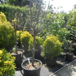 Kweepeer (Cydonia Oblonga) 13 Kweepeer (Cydonia Oblonga) -Tuin Verhaal Verkoopwinkel cydonia oblonga halfstam 14 16 18