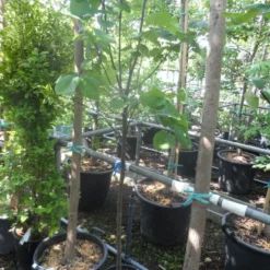 Kweepeer (Cydonia Oblonga) 12 Kweepeer (Cydonia Oblonga) -Tuin Verhaal Verkoopwinkel cydonia oblonga halfstam 5 6 8 c10