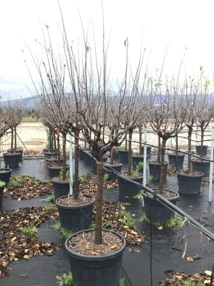 Kweepeer (Cydonia Oblonga 'Vranja') 4 Kweepeer (Cydonia Oblonga 'Vranja') - Afbeelding 2