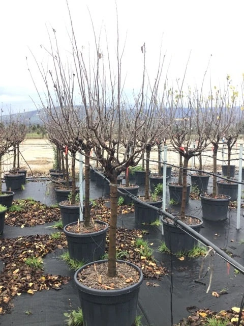 Kweepeer Als Halfstam (Cydonia Oblonga 'Vranja') 4 Kweepeer Als Halfstam (Cydonia Oblonga 'Vranja') - Afbeelding 2