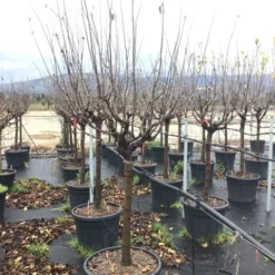 Kaki (Diospyros Kaki 'Rojo Brilliante') 5 Kaki (Diospyros Kaki 'Rojo Brilliante') -Tuin Verhaal Verkoopwinkel cydoniavranjamf 1