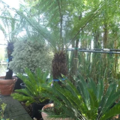 Boomvaren (Dicksonia Antarctica) -Tuin Verhaal Verkoopwinkel dicksonia antarctica 100 120stam 1