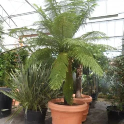 Boomvaren (Dicksonia Antarctica) -Tuin Verhaal Verkoopwinkel dicksonia antarctica 160stam extra