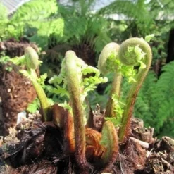 Boomvaren (Dicksonia Antarctica) -Tuin Verhaal Verkoopwinkel dicksonia antarctica 3