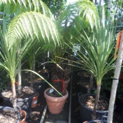 Boomvaren (Dicksonia Antarctica) -Tuin Verhaal Verkoopwinkel dicksonia antarctica 40stam cont