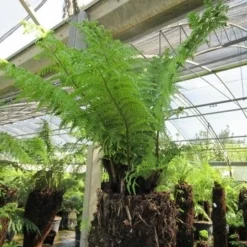 Boomvaren (Dicksonia Antarctica) -Tuin Verhaal Verkoopwinkel dicksonia antarctica 4