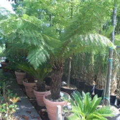 Grote Boomvaren (Dicksonia Antarctica) 22 Grote Boomvaren (Dicksonia Antarctica) -Tuin Verhaal Verkoopwinkel dicksonia antarctica 70 80stam 1 1