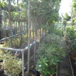 Kaki (Diospyros Kaki) 19 Kaki (Diospyros Kaki) -Tuin Verhaal Verkoopwinkel diospyros kaki halfstam 12 14