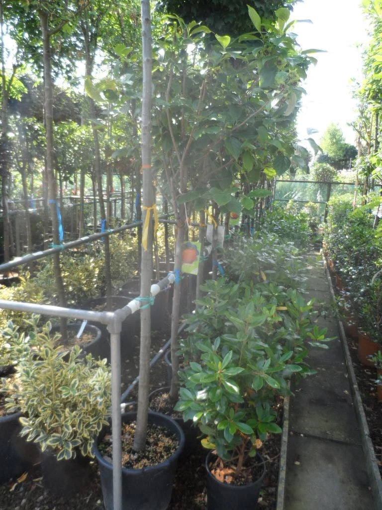 Kaki (Diospyros Kaki) 9 Kaki (Diospyros Kaki) - Afbeelding 7