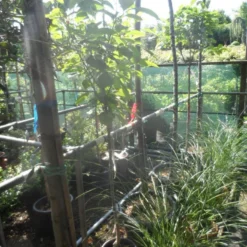 Kaki (Diospyros Kaki) 18 Kaki (Diospyros Kaki) -Tuin Verhaal Verkoopwinkel diospyros kaki halfstam 5 6 8 c10