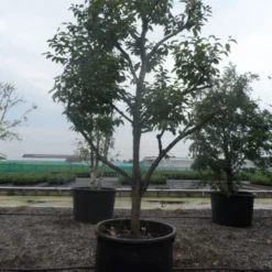 Kaki (Diospyros Kaki) 21 Kaki (Diospyros Kaki) -Tuin Verhaal Verkoopwinkel diospyros kaki muscat solitair