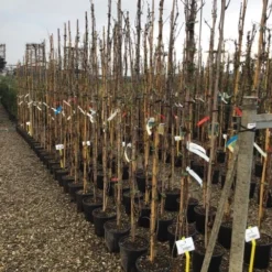 Witte Druif (Vitis Vinifera 'Italia') 7 Witte Druif (Vitis Vinifera 'Italia') -Tuin Verhaal Verkoopwinkel druif