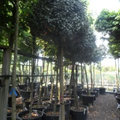 Olijfwilg Op Stam (Elaeagnus Ebbingei) -Tuin Verhaal Verkoopwinkel elaeagnus ebbingei 14 16 18ho c130