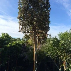 Olijfwilg Als Leiboom (Elaeagnus Ebbingei) -Tuin Verhaal Verkoopwinkel elaeagnus ebbingei leivorm 8 10cm 2