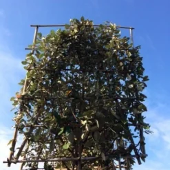 Olijfwilg Als Leiboom (Elaeagnus Ebbingei) -Tuin Verhaal Verkoopwinkel elaeagnus ebbingei leivorm 8 10cm 3